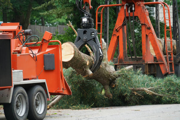 Best Tree Clearing Services  in Wilderness Rim, WA